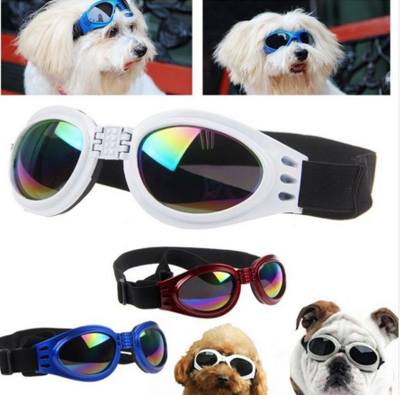 Pet Accessories